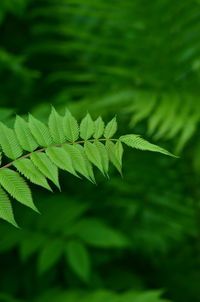 Close-up of plant