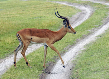 Side view of deer on field
