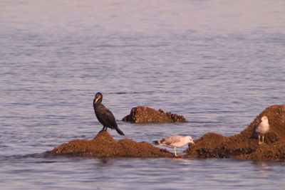 Cormorant and seagulls perching on rock in sea