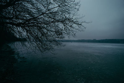 Close-up of bare tree against lake