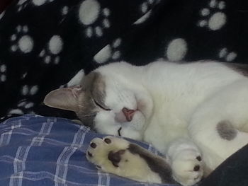 Cat sleeping on white surface