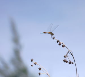 Insect on dry plants against clear blue sky