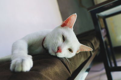 Close-up of cat resting at home