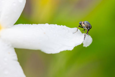 Close-up of insect on white flower