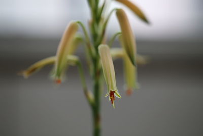 Close-up of flower bud