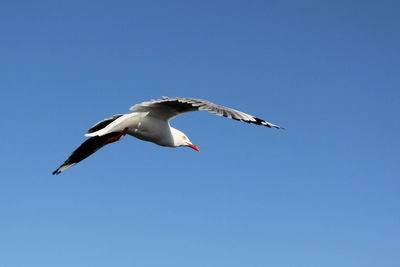 Low angle view of bird flying against clear blue sky