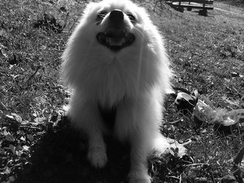 Close-up of dog on field