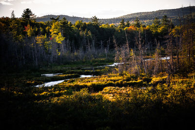 Trees growing on field in forest