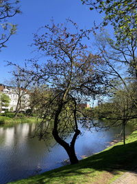 Tree by lake against sky