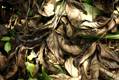 Close-up of dried plant on field