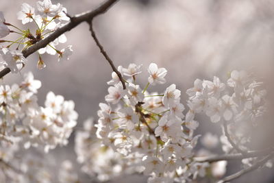 Close-up of cherry blossom growing on tree