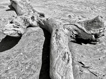 High angle view of driftwood on tree trunk