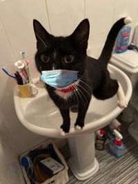 Portrait of cat drinking from glass at home