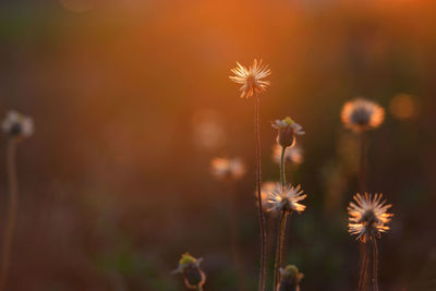 Close-up of wilted plant on field