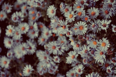 Full frame shot of daisy flowers