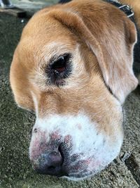 Close-up portrait of a dog