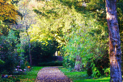 Trees in park during autumn