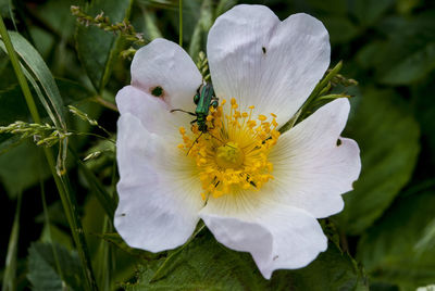 Close-up of flower