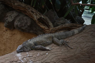 Close-up of lizard on rock at zoo