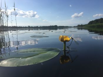 Close-up of plant floating on lake against sky