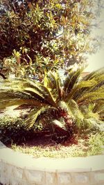 Plants growing in pond