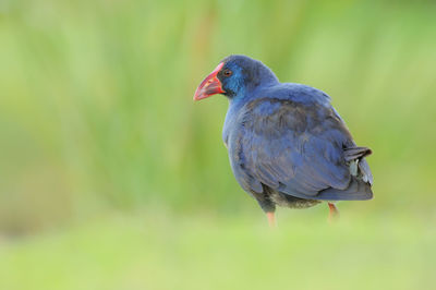 Close-up of bird perching on plant