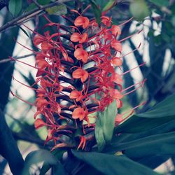 Close-up of flowers