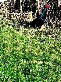 Rabbit on grassy field