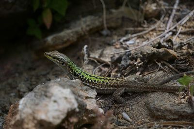 Close-up of lizard on rock