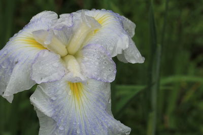 Close-up of wet purple flowering plant