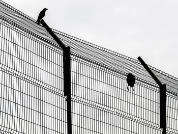 Low angle view of bird perching on power lines against clear sky