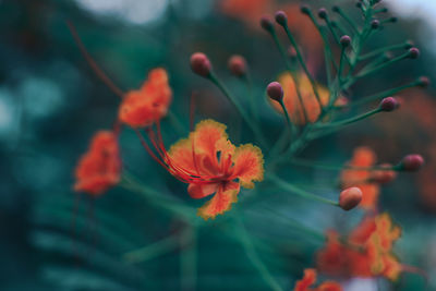 Close-up of orange flowering plant