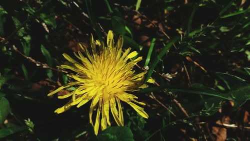 Close-up of flower