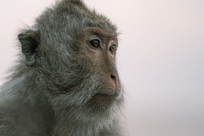 Close-up of a monkey looking away