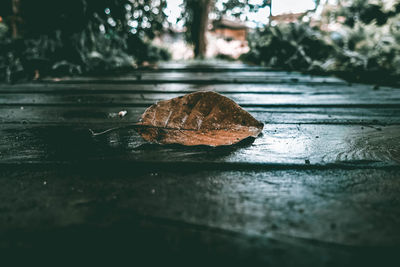 Close-up of dry leaf on floor