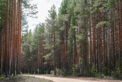 View of pine trees in forest