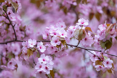 Close-up of pink cherry blossoms in spring