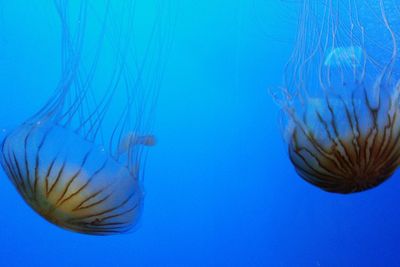 Close-up of jellyfish in water