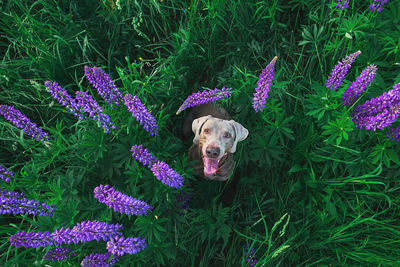 Portrait of dog on purple flowering plants