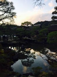 Reflection of trees in water