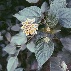 Close-up of flowers