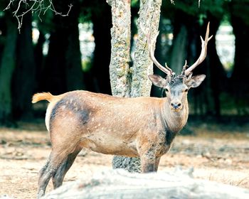 Portrait of deer on field in forest
