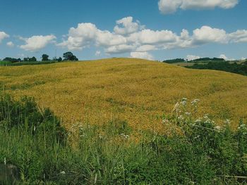 Scenic view of field against sky