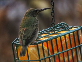 Close-up of bird perching on metal feeder