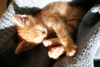 High angle view of cat sleeping