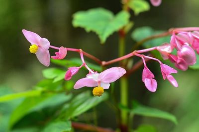 Close-up of pink flowers