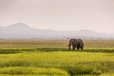 Elephant in a field