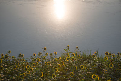High angle view of plants by lake against sky