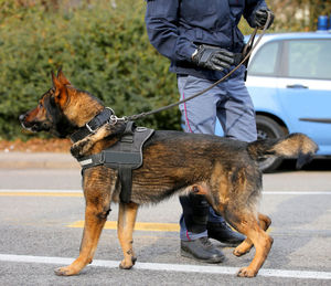 Dog canine unit of the police called k-9 to identify the explosives