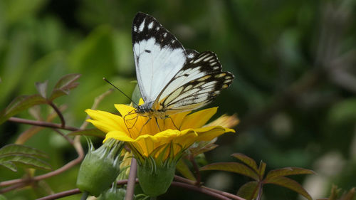 Close-up of butterfly pollinating on yellow flower